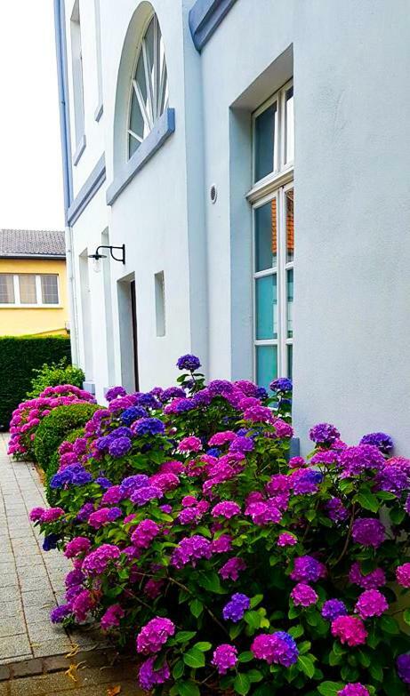 Hotel Zweilinden Meckenheim Bonn Buitenkant foto
